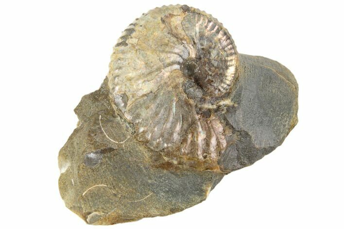 Iridescent Fossil Ammonite (Discoscaphites) - South Dakota #189326